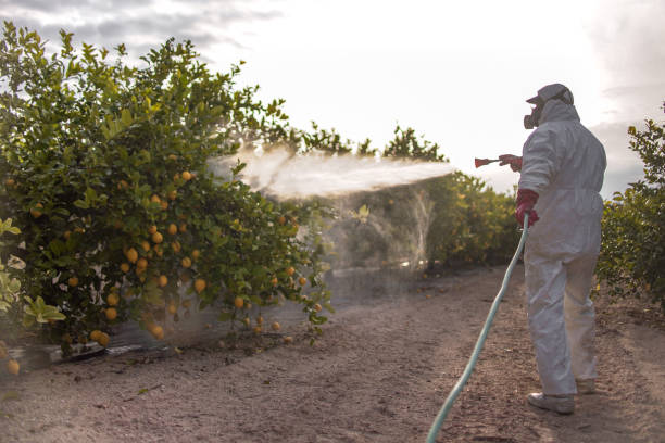 Best Bed Bug Extermination  in South Bound Brook, NJ