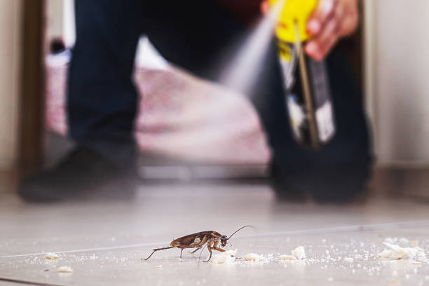 Professional Pest Control in South Bound Brook, NJ